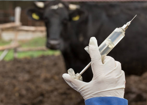 Close up of veterinarian hand holding syringe in front of cow on ranch